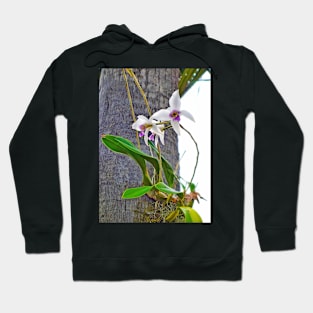 Sherman Gardens Study 23 Hoodie